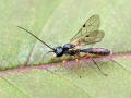 Acrotomus_lucidulus.jpg