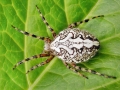 Aculepeira_ceropegia_Weibchen.jpg
