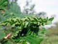 Aculops_macrotrichus.jpg