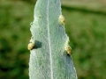 Aculus_craspedobius.jpg