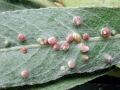 Aculus tetanothrix