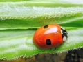 Adalia bipunctata