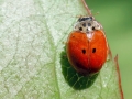 Adalia_decempunctata.jpg