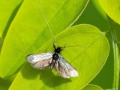 Adela_reaumurella_Maennchen.jpg