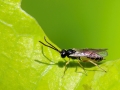 Adelognathus cf. tenthredinarum