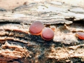 Adelphella_babingtonii.jpg