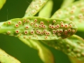 Aecidium_euphorbiae.jpg