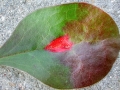 Aecidium_teodorescui.jpg