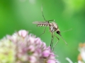 Aedes_geniculatus.jpg