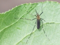 Aedes_japonicus_Weibchen.jpg