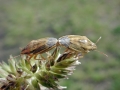 Aelia_acuminata.jpg