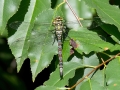 Aeshna_cyanea_Maennchen.jpg