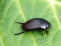 Agabus bipustulatus