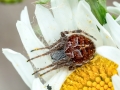 Agalenatea redii