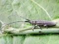 Agapanthia_cardui.jpg