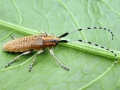 Agapanthia_villosoviridescens.jpg