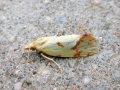 Agapeta hamana