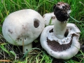 Agaricus_arvensis.jpg