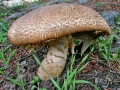 Agaricus augustus
