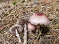 Agaricus_semotus.jpg