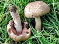 Agaricus_silvaticus.jpg