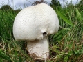 Agaricus urinascens