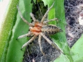 Agelena labyrinthica