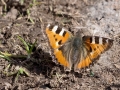 Aglais urticae
