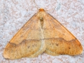 Agriopis aurantiaria