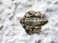 Agriopis_marginaria_Weibchen.jpg