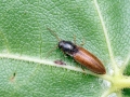 Agriotes_pallidulus.jpg