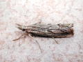 Agriphila_geniculea.jpg