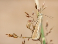 Agriphila_straminella.jpg