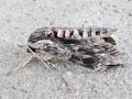 Agrius_convolvuli.jpg