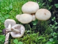 Agrocybe_dura.jpg