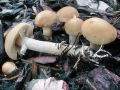 Agrocybe_praecox.jpg