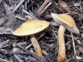 Agrocybe_putaminum.jpg