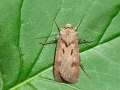Agrotis exclamationis