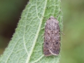 Agrotis_segetum_Weibchen.jpg