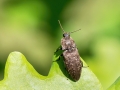 Agrypnus_murinus.jpg