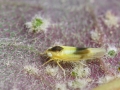 Alebra wahlbergi forma typica