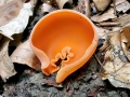 Aleuria aurantia