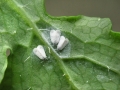 Aleyrodes proletella