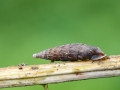 Alinda_biplicata.jpg