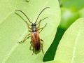 Alosterna_tabacicolor.jpg