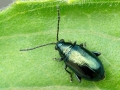 Altica_oleracea_Weibchen.jpg