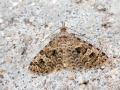 Alucita_hexadactyla.jpg