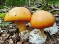 Amanita_caesarea.jpg