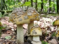 Amanita_ceciliae.jpg