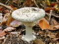 Amanita_citrina.jpg